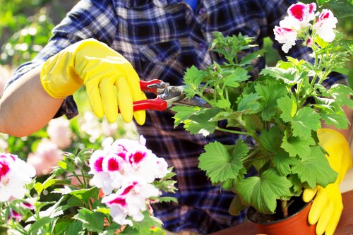 Professionally trimmed hedges in a Blackfriars garden